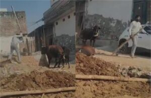 फरीदाबाद में सांड की पीट-पीटकर हत्या का वीडियो वायरल, पुलिस ने आरोपी को किया गिरफ्तार