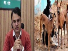 13.23 लाख की योजना: बेसहारा डॉग्स के लिए तैयार होंगे शेल्टर होम