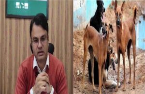 13.23 लाख की योजना: बेसहारा डॉग्स के लिए तैयार होंगे शेल्टर होम