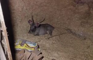 अंबाला: घर में घुसा हिरण, अफरा-तफरी मची, वाइल्डलाइफ टीम ने 2.5 घंटे में किया रेस्क्यू