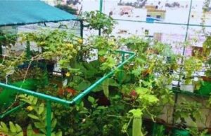 हरियाणा में घर की छत और गमलों में उगें फल-सब्जियां, सरकार जल्द शुरू करेगी योजना