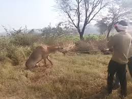 पिपलिया जोहड़ में दो नीलगायों के अवशेष मिले, एक घायल हालत में मिली