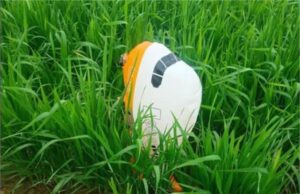 संदिग्ध गुब्बारा हरियाणा में बरामद, पाकिस्तान इंटरनेशनल एयरलाइन का संदेश