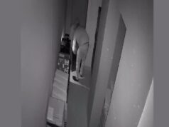 तीन दुकानों से लाखों की चोरी, सिरसा में चोरों की करतूत CCTV में रिकॉर्ड; व्यापारियों में रोष